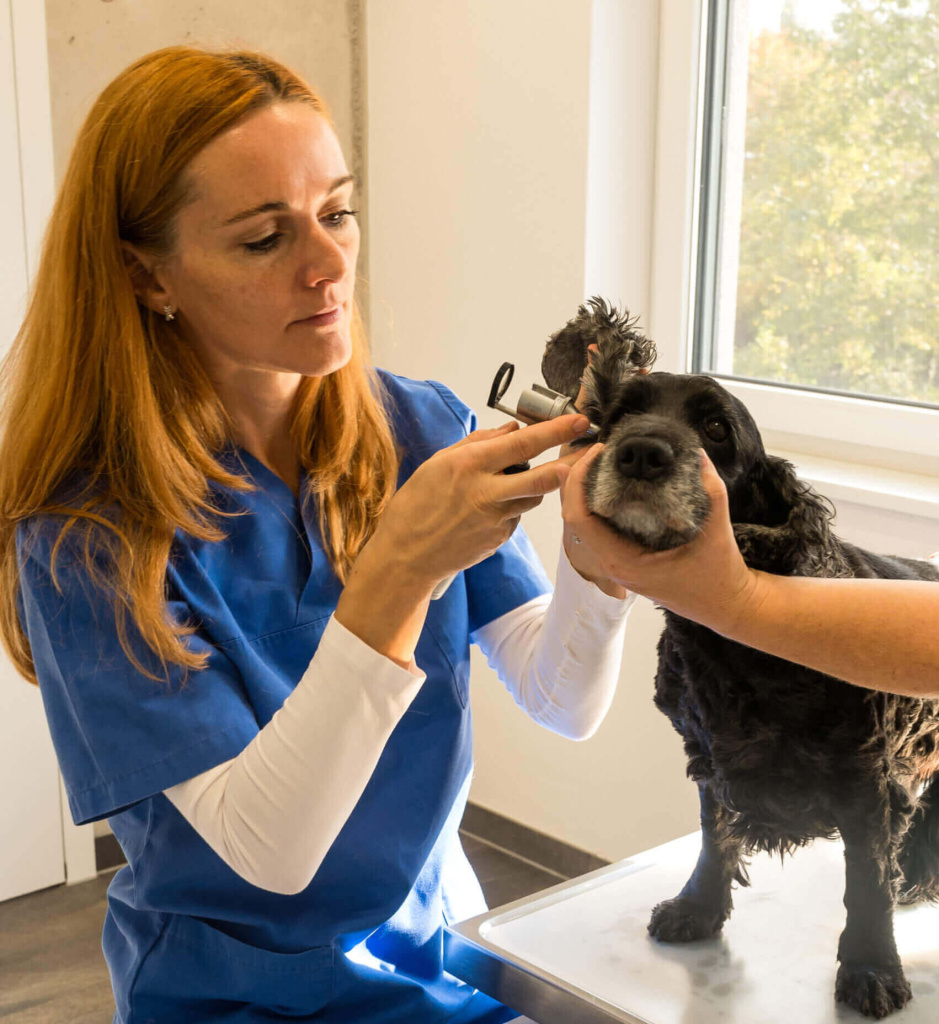 Tierärztin untersucht Hund in moderner Kleintierpraxis Bruck Pinzgau, fürsorgliche Betreuung
